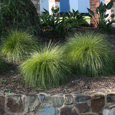 Lomandra Misty Green