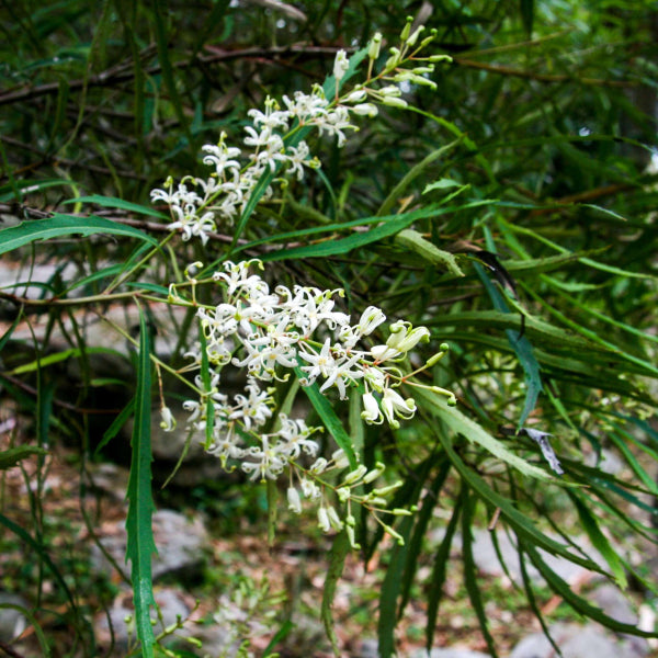 Lomatia myricoides