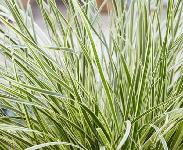 Lomandra White Sands