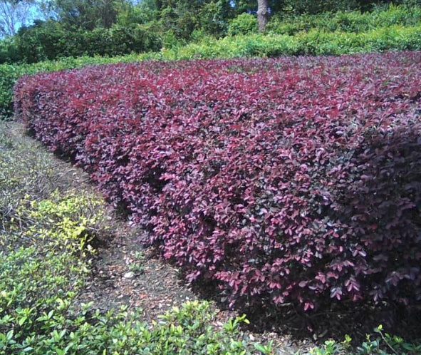 Loropetalum chinense rubrum  Plum Delight