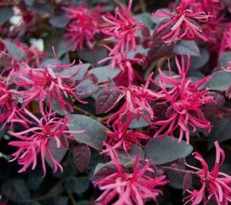 Loropetalum chinense rubrum  Plum Delight