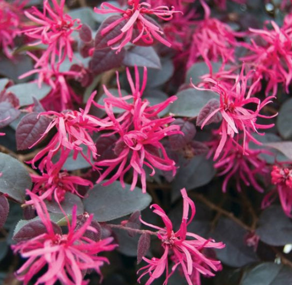 Loropetalum chinense Plum Gorgeous