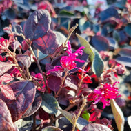 Loropetalum chinensis Purple Prince