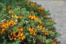 Load image into Gallery viewer, Lotus Gold Flash
