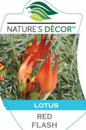 Lotus Red Flash
