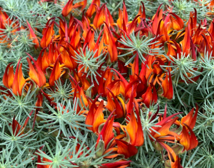 Lotus Red Flash