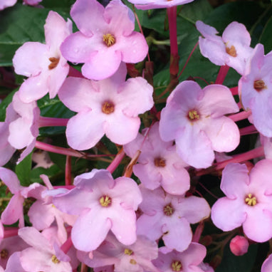 Luculia gratissima Early Dawn