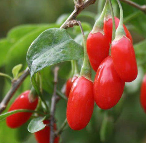 Lycium barbarum Goji Berry