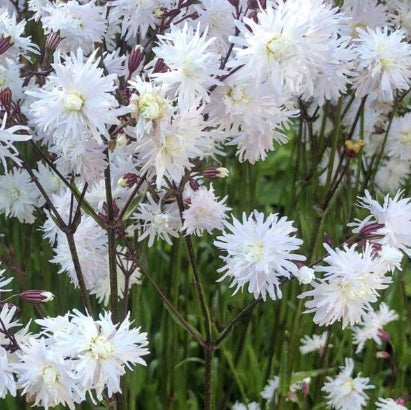 Lychnis flos-cuculi Petit Henry