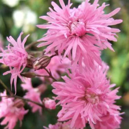 Lychnis flos-cuculi Petite Jenny