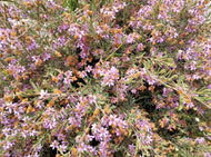 Lysiosepalum involucratum