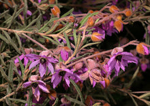 Load image into Gallery viewer, Lysiosepalum involucratum
