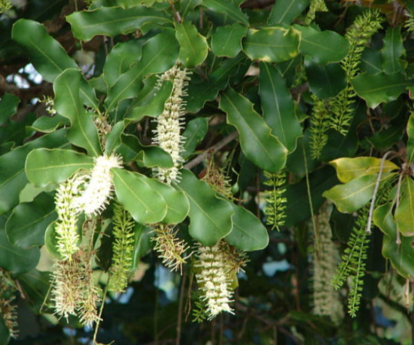 Macadamia integrifolia