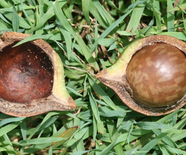 Macadamia integrifolia