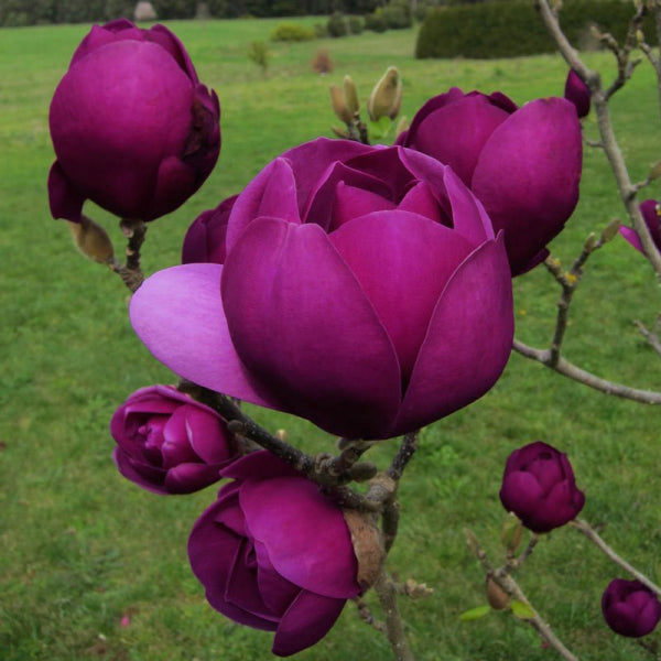 Magnolia 'Black Tulip'