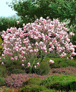 Magnolia 'Cameo'