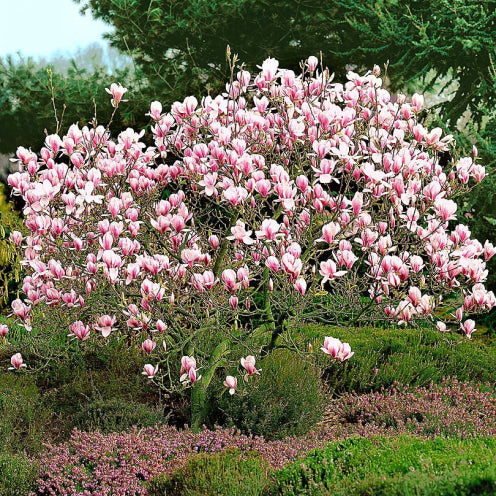 Magnolia x soulangeana Cameo
