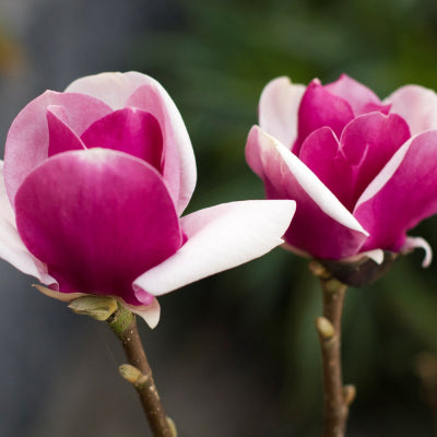 Magnolia x soulangeana Cameo