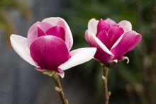 Load image into Gallery viewer, Magnolia &#39;Cameo&#39;
