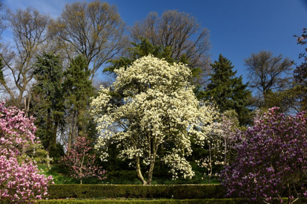 Magnolia Elizabeth
