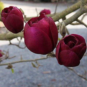 Magnolia 'Genie'
