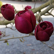 Magnolia 'Genie'