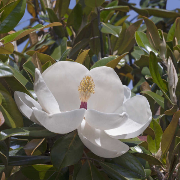 Magnolia grandiflora Exmouth