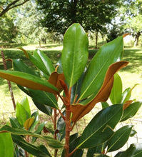 Load image into Gallery viewer, Magnolia grandiflora Kay Parris
