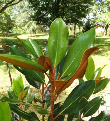 Magnolia grandiflora Kay Parris