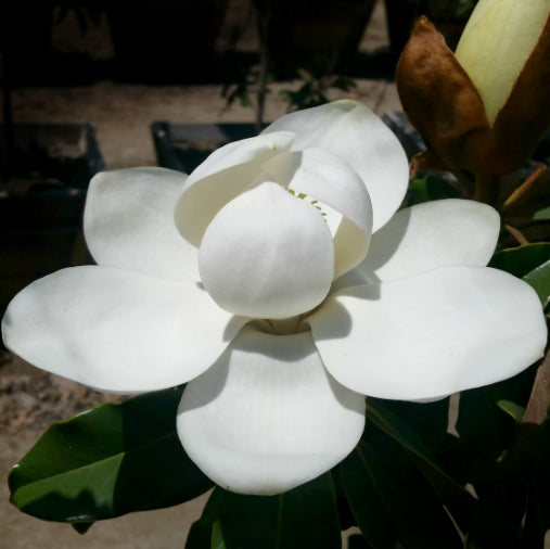 Magnolia grandiflora Kay Parris