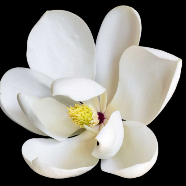 Magnolia grandiflora Little Gem