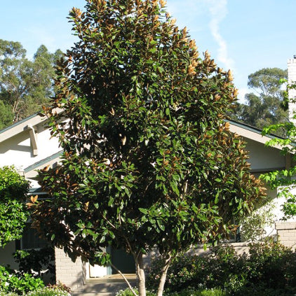 Magnolia grandiflora Super Gem