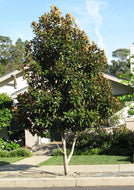 Magnolia grandiflora 'Super Gem'