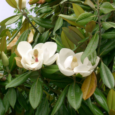 Magnolia grandiflora Sweet Spire