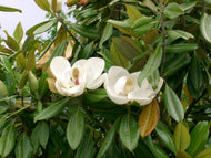 Magnolia grandiflora Sweet Spire
