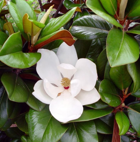 Magnolia grandiflora Teddy Bear