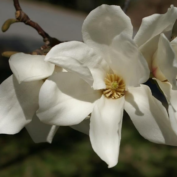 Magnolia kobus
