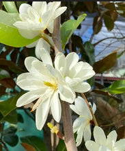 Load image into Gallery viewer, Magnolia Inspiration  (syn. Michelia)
