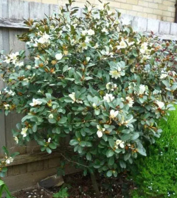 Magnolia Inspiration  (syn. Michelia)