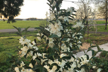 Load image into Gallery viewer, Magnolia Inspiration  (syn. Michelia)
