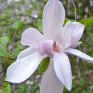 Magnolia Pinkie