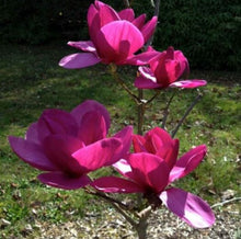 Load image into Gallery viewer, Magnolia Royal Purple
