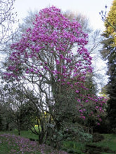 Load image into Gallery viewer, Magnolia Royal Purple
