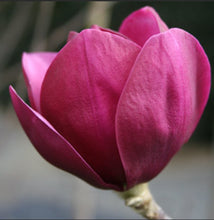 Load image into Gallery viewer, Magnolia Royal Purple
