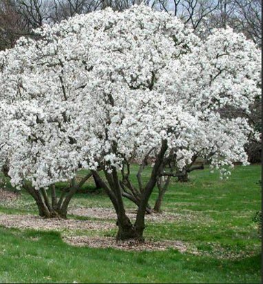 Magnolia stellata Royal Star