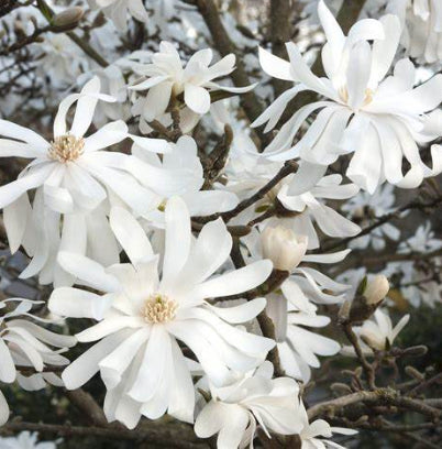 Magnolia stellata Royal Star