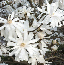 Load image into Gallery viewer, Magnolia stellata Royal Star
