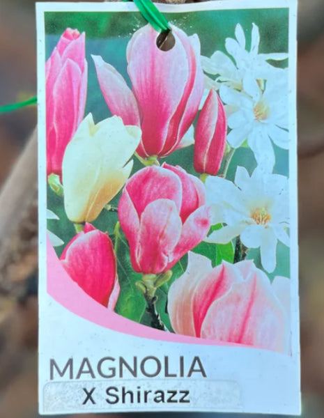 Magnolia Shirazz