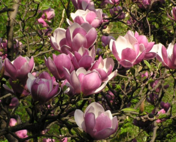 Magnolia . soulangeana