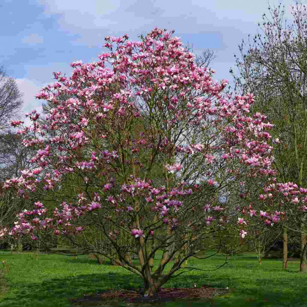 Magnolia x soulangeana Star Wars